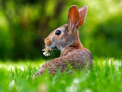 Bliain Nua na Síneach